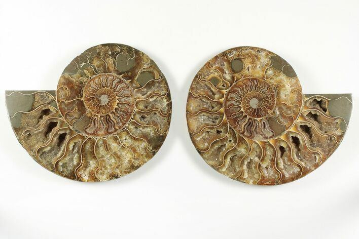 Cut & Polished, Agatized Ammonite Fossil - Madagascar #200138